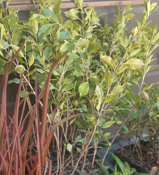 Ficus Tuffy hedging plants x 50 . plant _ Great price Great Plants Carousel 2