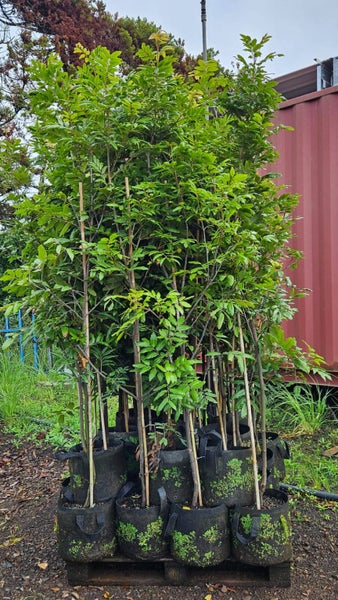 Alectryon excelsa titoki 25L, 2.5m +... x25 Carousel 3