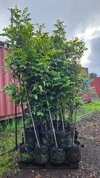 Alectryon excelsa titoki 25L, 2.5m +... x25 Carousel 1