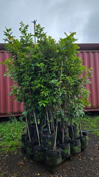 Alectryon excelsa titoki 25L, 2.5m +... x25 Carousel 2