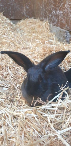 Beautiful Big Flemish Giant Bunny Carousel 1