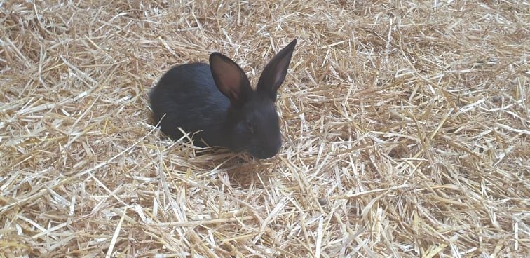 Beautiful Big Flemish Giant Bunny Carousel 2