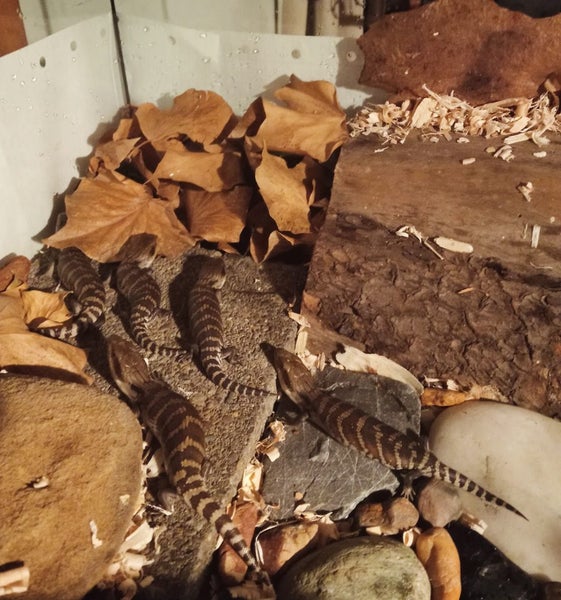 Baby Blue tongue skink Carousel 2