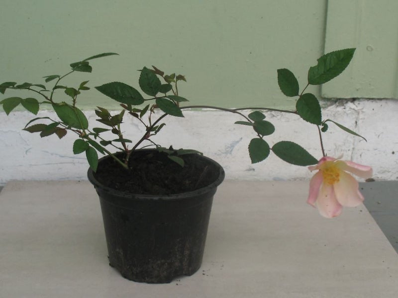 Rose 'Mutabilis' or China Rose Carousel 1