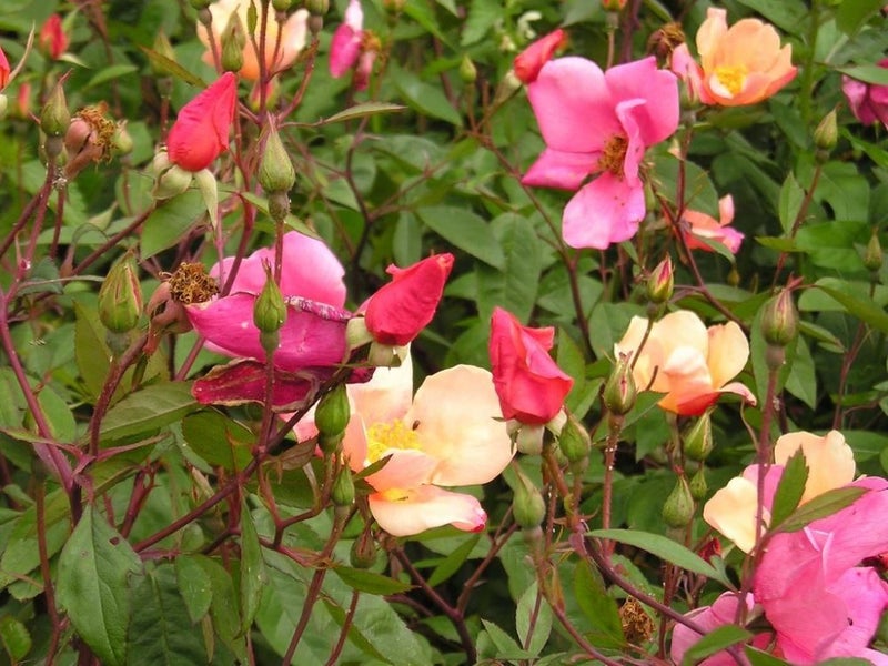 Rose 'Mutabilis' or China Rose Carousel 2