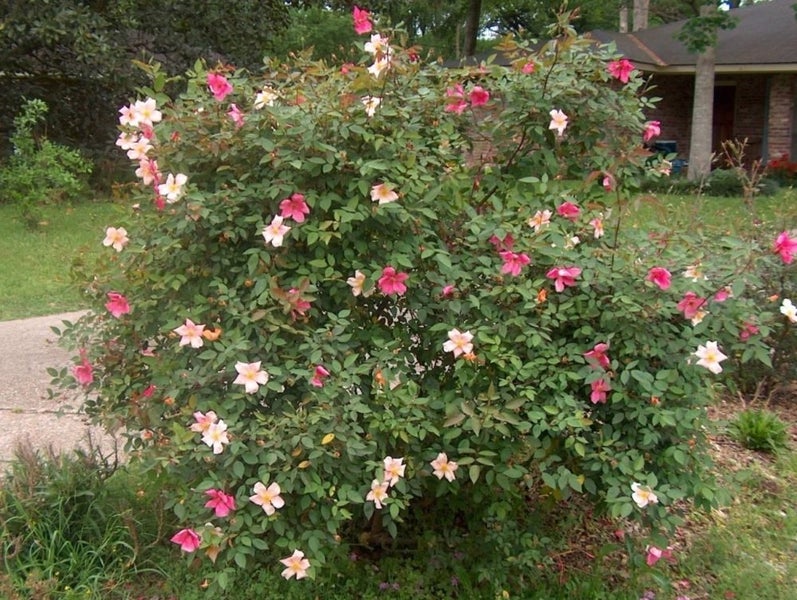 Rose 'Mutabilis' or China Rose Carousel 3
