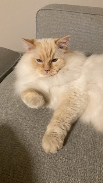 Gorgeous ragdoll cat with high emotional needs Carousel 1