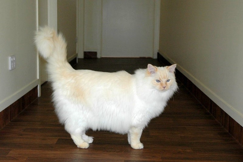 Gorgeous ragdoll cat with high emotional needs Carousel 3
