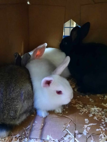 Rabbits & Guinea Pigs Carousel 1