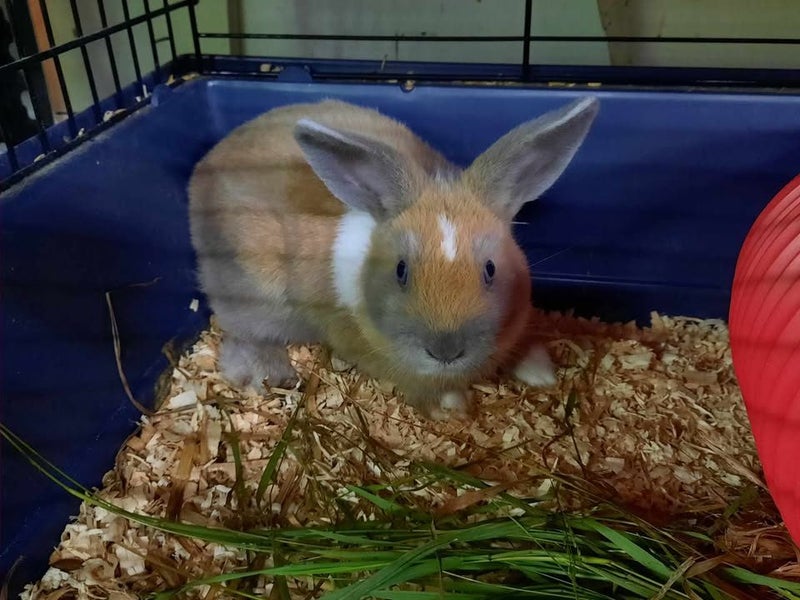 Rabbits & Guinea Pigs Carousel 2