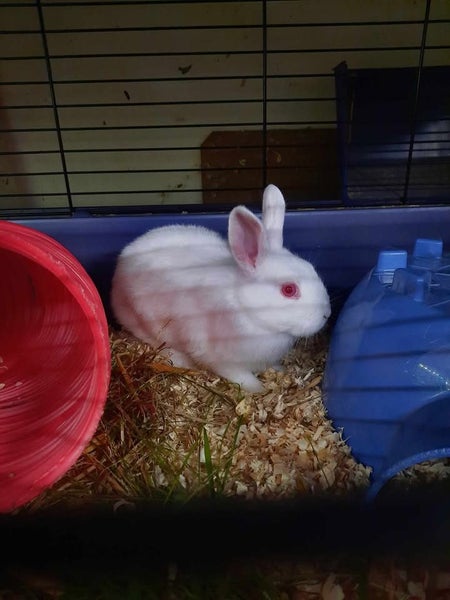 Rabbits & Guinea Pigs Carousel 2