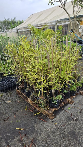 Knightia excelsa - rewarewa PB5... x80 (lot #1) Carousel 1
