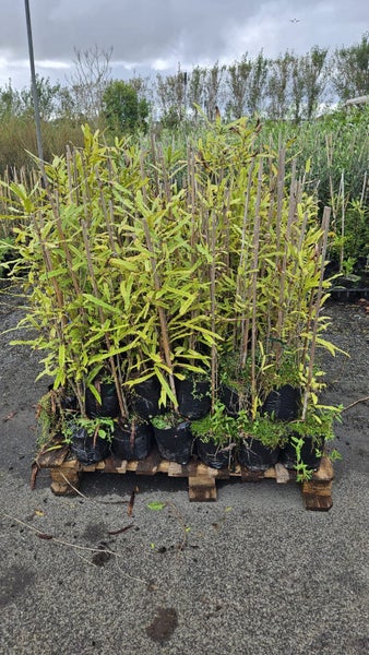 Knightia excelsa - rewarewa PB5... x80 (lot #1) Carousel 2