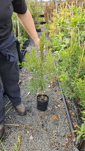 Callistemon Red Cluster - Bottlebrush Pb5, 'Premium grade'...x1 - x20 available Carousel 1