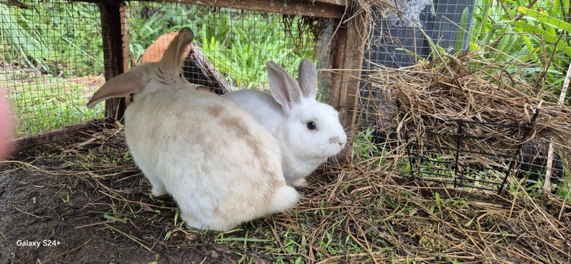 LARGE RABBIT HUTCH & 2 MINILOP RABBITS Carousel 1