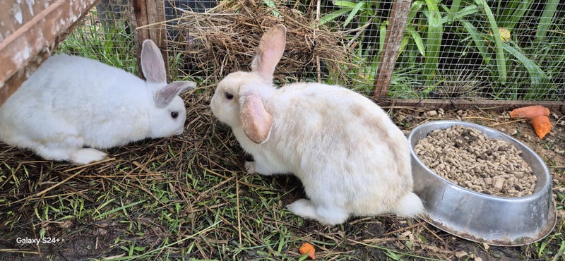 LARGE RABBIT HUTCH & 2 MINILOP RABBITS Carousel 2