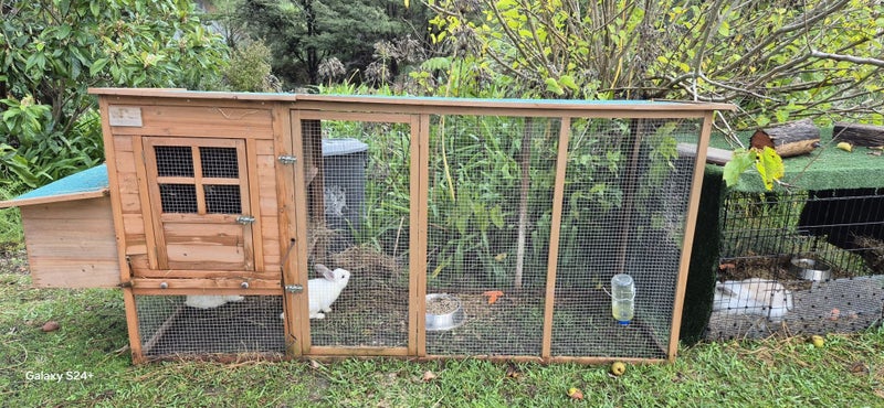 LARGE RABBIT HUTCH & 2 MINILOP RABBITS Carousel 5