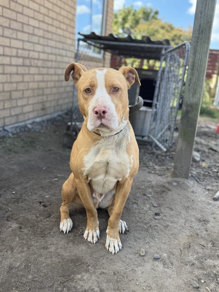 Pitbull x mastiff for good rehome Carousel 1