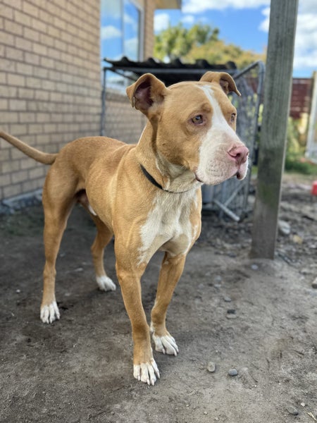 Pitbull x mastiff for good rehome Carousel 2