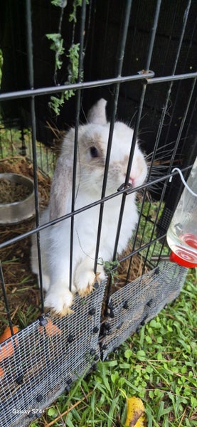 MINILOP RABBIT Carousel 1