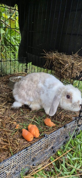 MINILOP RABBIT Carousel 2