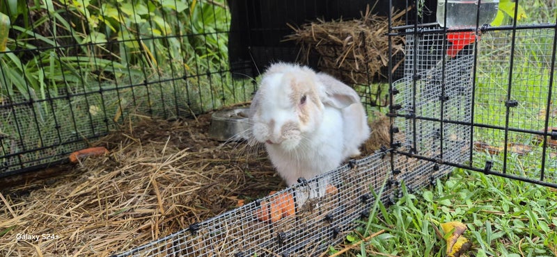 MINILOP RABBIT Carousel 4