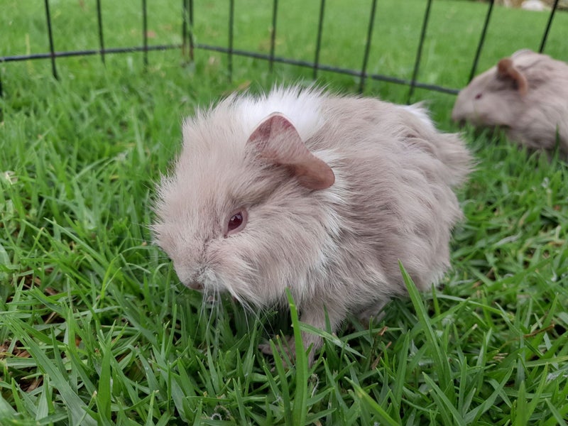 Adorable baby Guinea pigs!! Carousel 1