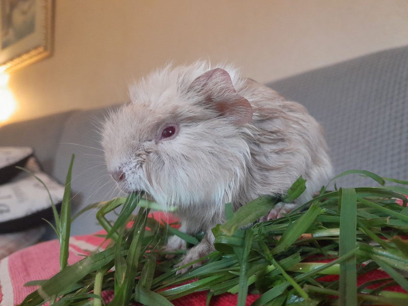 Adorable baby Guinea pigs!! Carousel 2