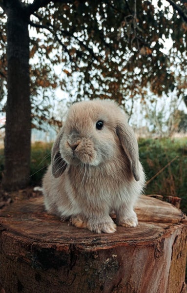 Pure Bred Mini Lops Carousel 1