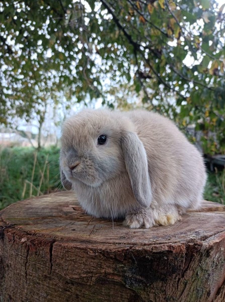 Pure Bred Mini Lops Carousel 4