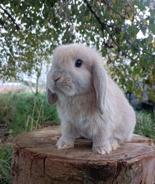 Pure Bred Mini Lops Carousel 2