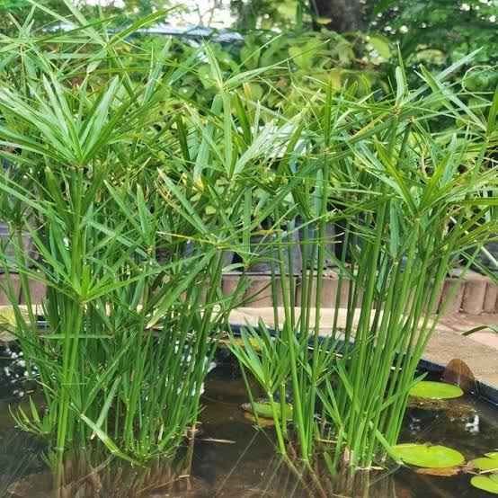 Pond plant Cyperus A.Nana compacta, commonly known as the Dwarf Papyrus, plants Carousel 1
