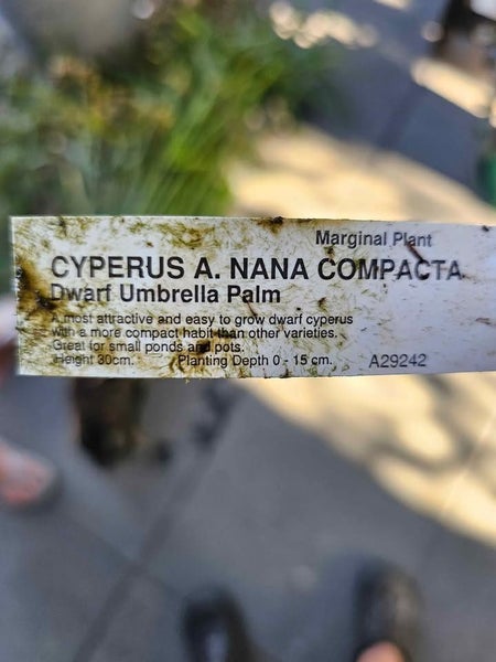 Pond plant Cyperus A.Nana compacta, commonly known as the Dwarf Papyrus, plants Carousel 2