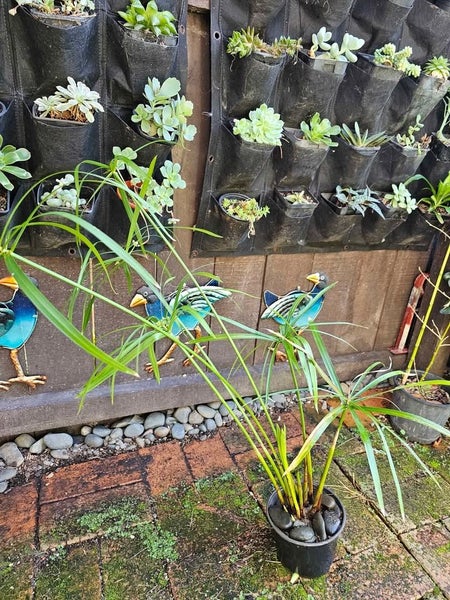 Pond plant Cyperus A.Nana compacta, commonly known as the Dwarf Papyrus, plants Carousel 3