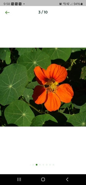 Nasturtium in pond ponds plant Carousel 1