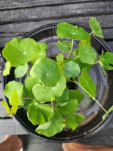 Nasturtium in pond ponds plant Carousel 2