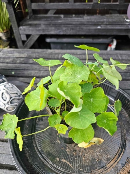 Nasturtium in pond ponds plant Carousel 3
