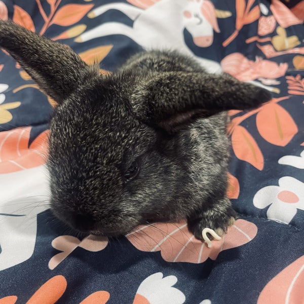 Mini lop bunnies Carousel 9