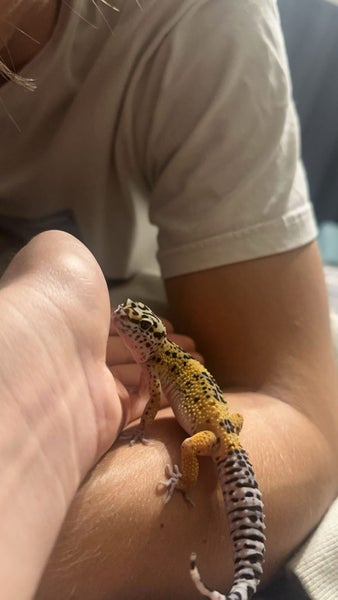 1 Year Old Female Leopard Gecko Carousel 1