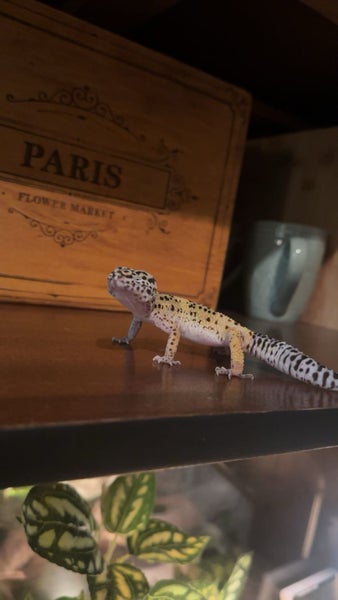 1 Year Old Female Leopard Gecko Carousel 2