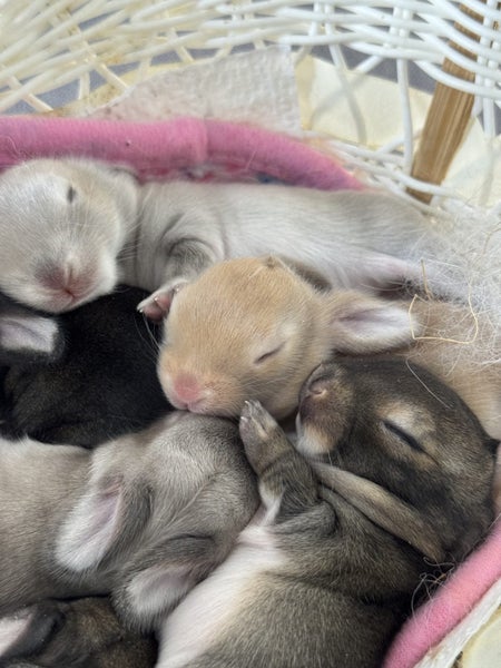 **Trained Mini Lop Bunny Rabbits & Care Package** Carousel 20