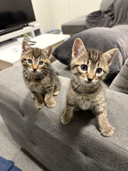 Kittens Carousel 1