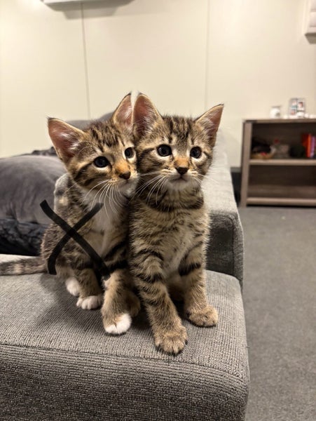 Kittens Carousel 2