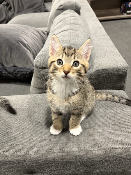 Kittens Carousel 19