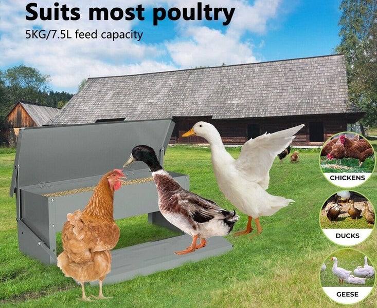 New Chicken Feeder on Afterpay Carousel 11