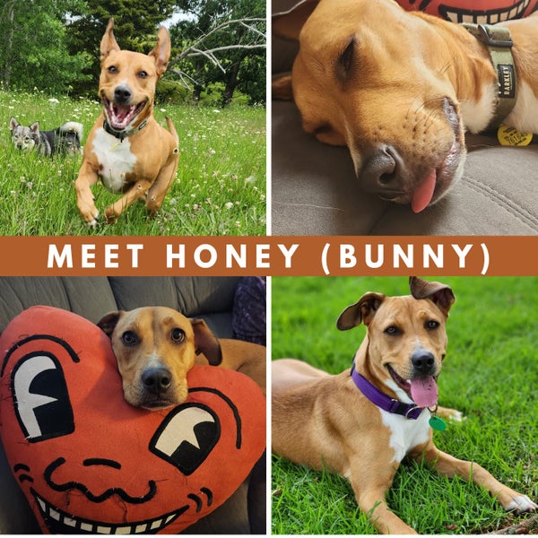 Honey (Bunny) – The Sweetest Girl! Carousel 1