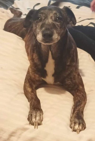 Lulu - 21kg, 11 years old, Loves Humans Carousel 3