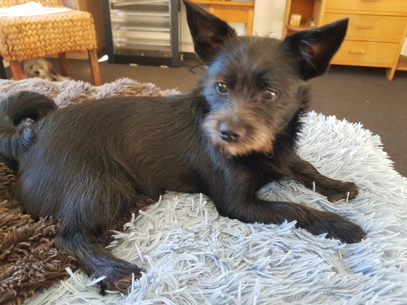 Pomeranian Papillon Terrier 6mths Carousel 1
