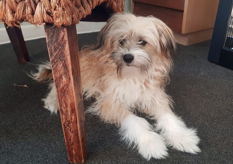Pomeranian Papillon Terrier 6mths old 4 sale. Carousel 1