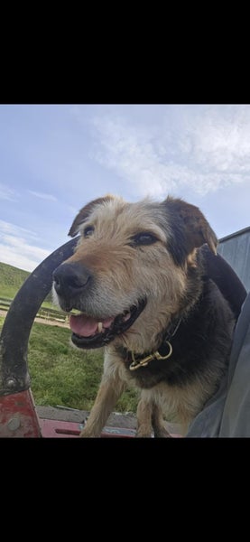 13 year Old Huntaway for adoption Carousel 1